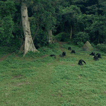 Daily Dive # 109 | Researching at Ngamba Island Chimpanzee Sanctuary: Part Two – The Research